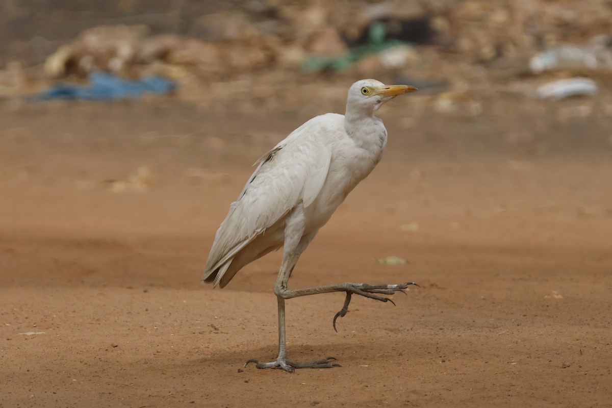 Чапля єгипетська (підвид ibis) - ML618327029