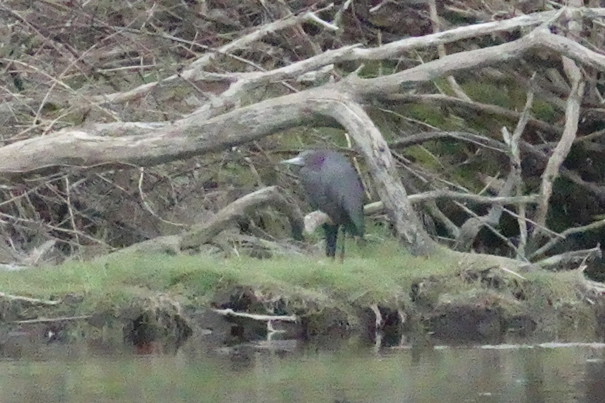 Little Blue Heron - Michael Vogler