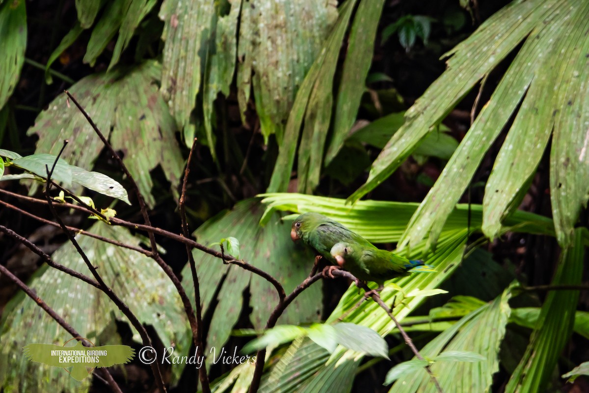 Cobalt-winged Parakeet - ML618327031