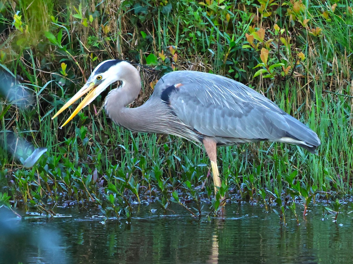 Great Blue Heron - Otha Savage