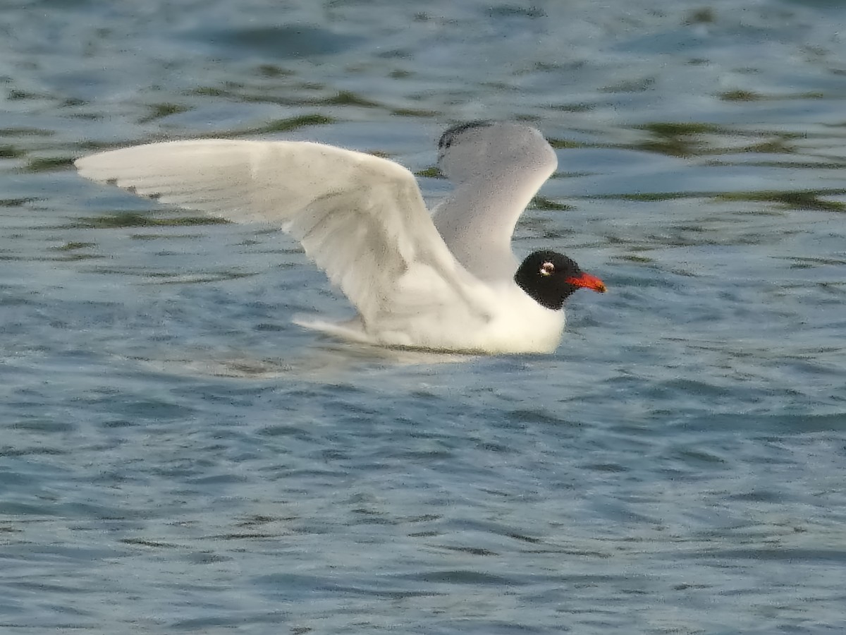 Mediterranean Gull - Михаило Тепавчевић