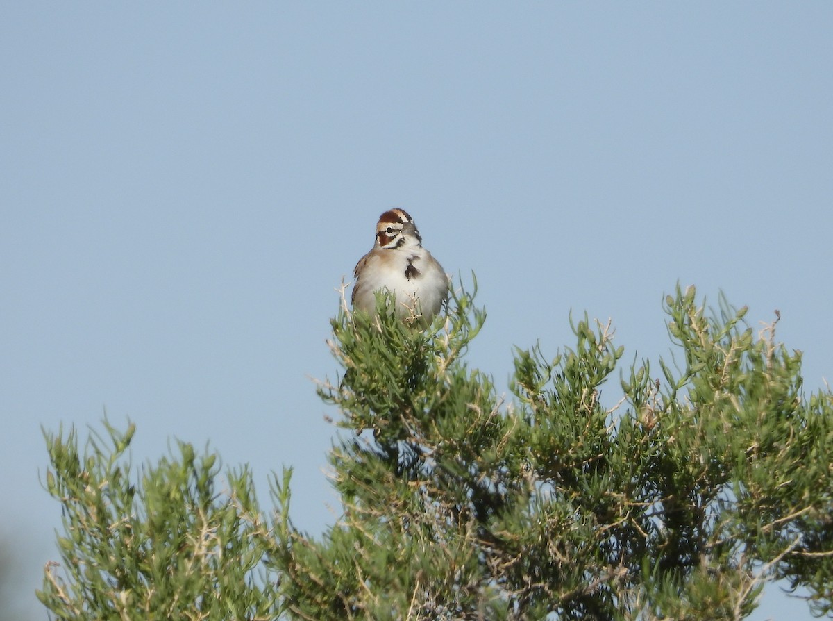 Lark Sparrow - Lori Shuler