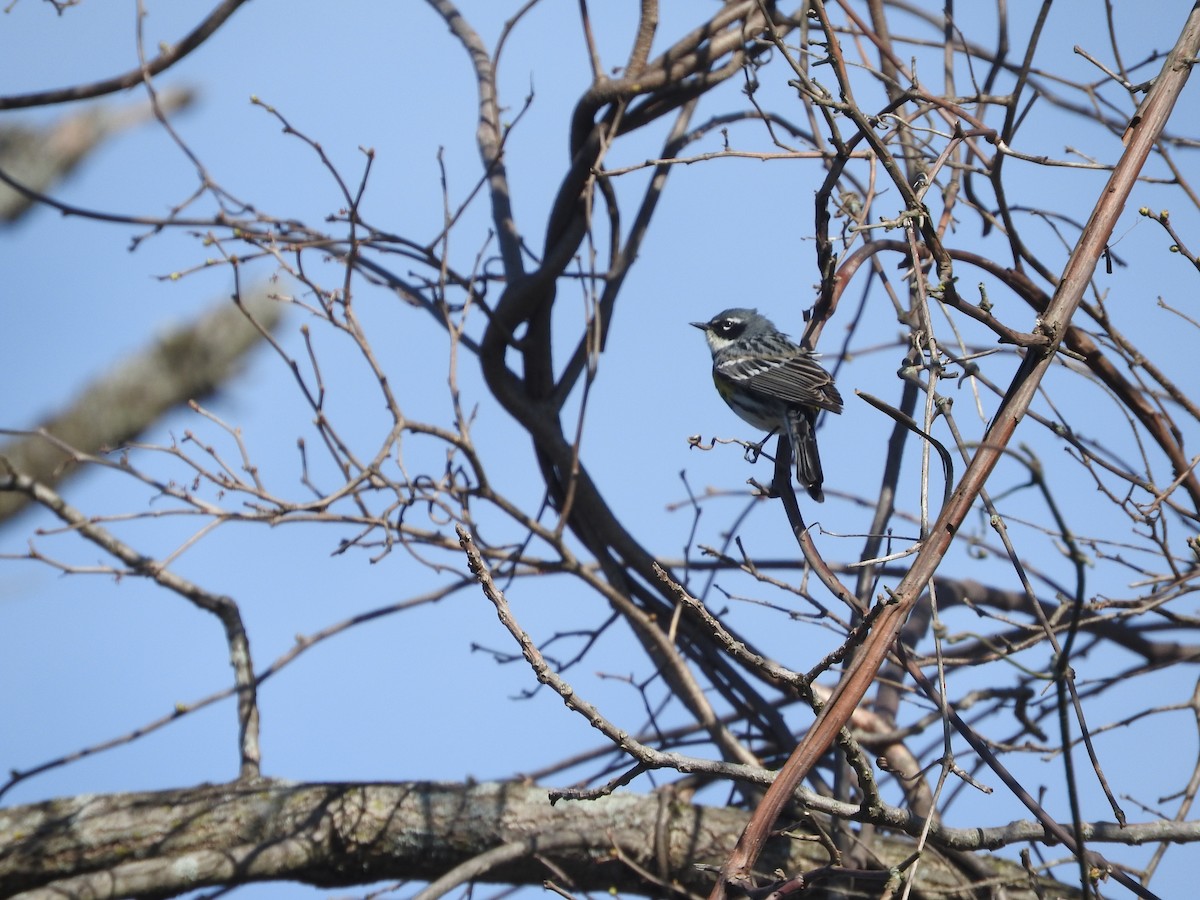 Yellow-rumped Warbler (Myrtle) - Aaron Hulsey