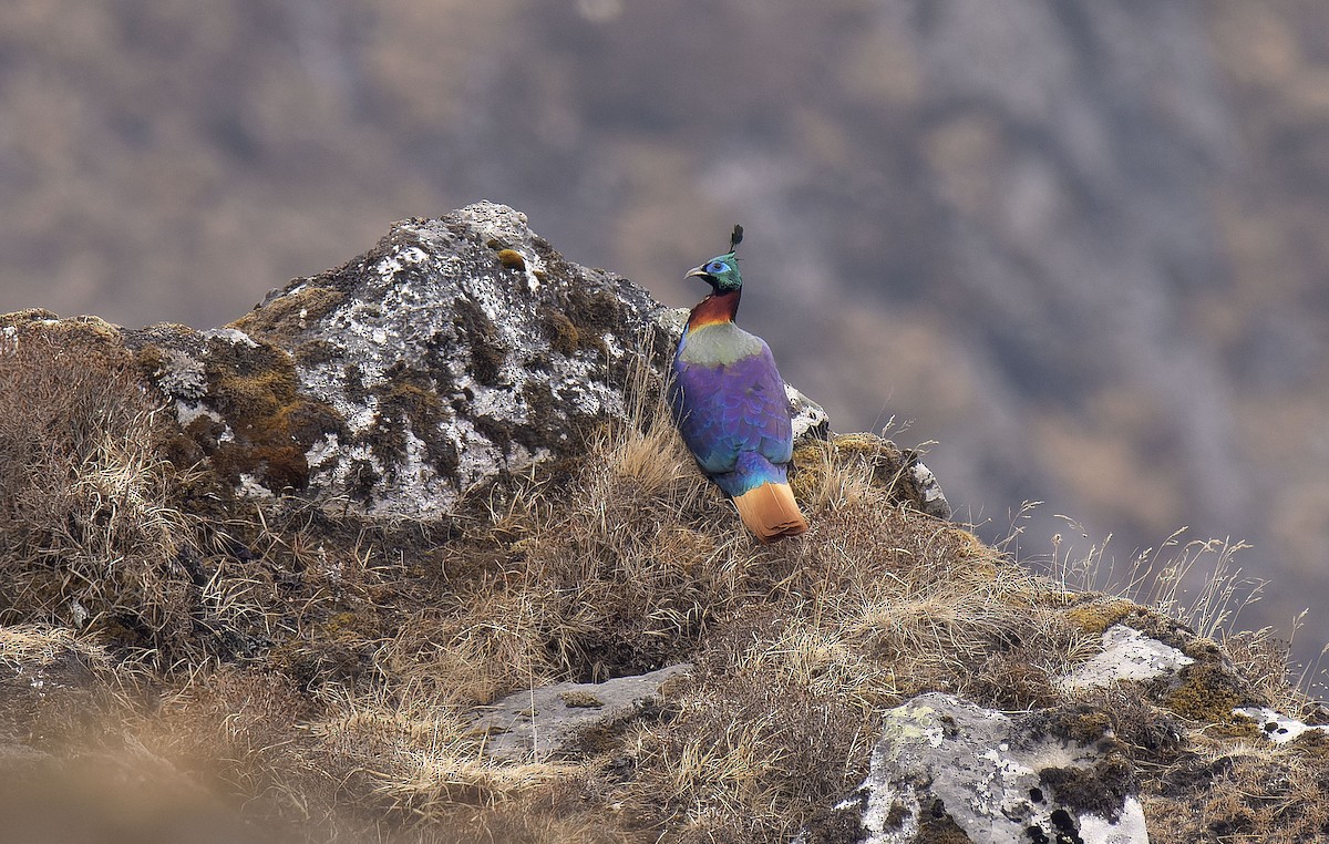 Himalayan Monal - ML618327126