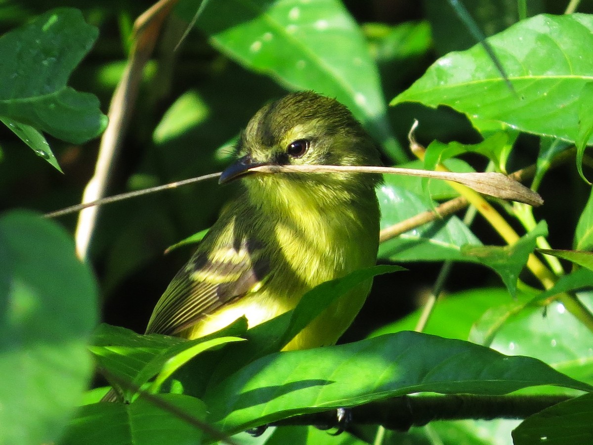 Yellow Tyrannulet - Sasha Robinson