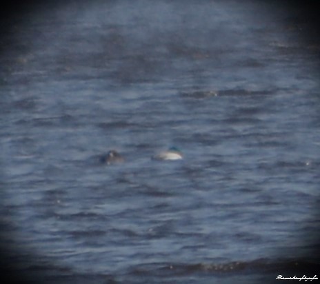 Greater Scaup - Rasmus Olsson