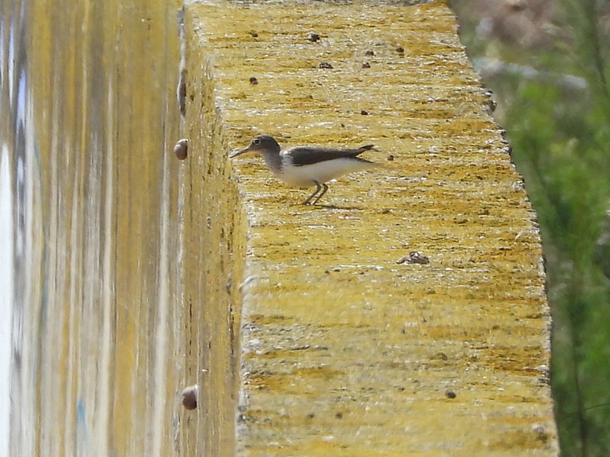 Common Sandpiper - Ricardo Moral