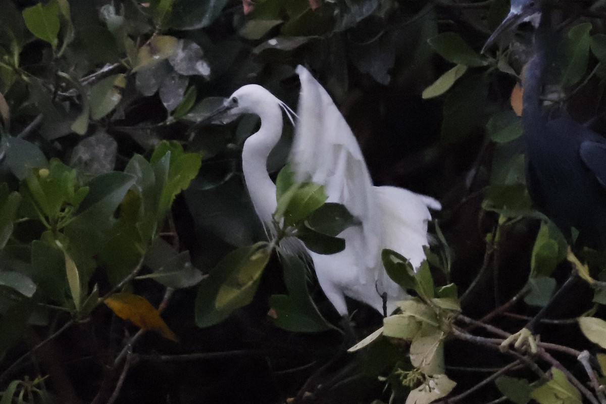 Little Egret - ML618327185