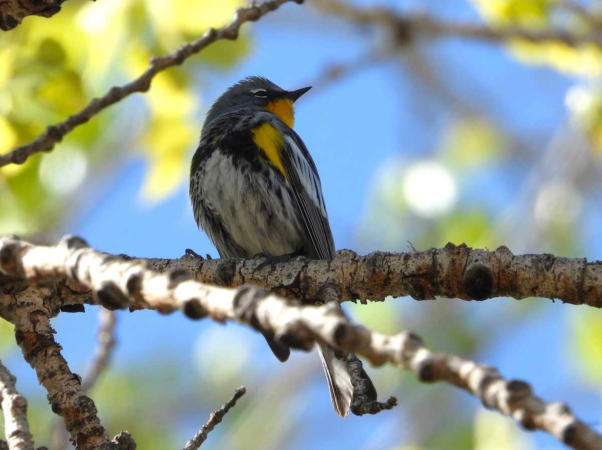 Yellow-rumped Warbler - Lori Shuler