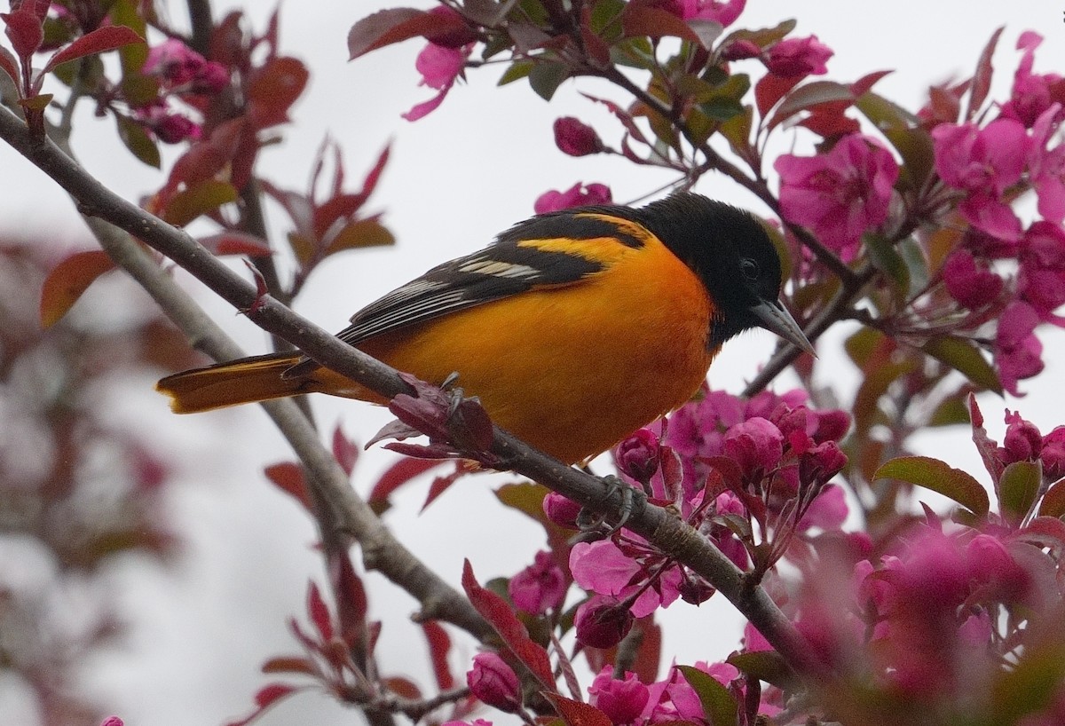 Oriole de Baltimore - ML618327220