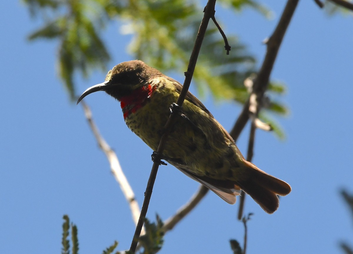 Scarlet-chested Sunbird - Gabriel Jamie