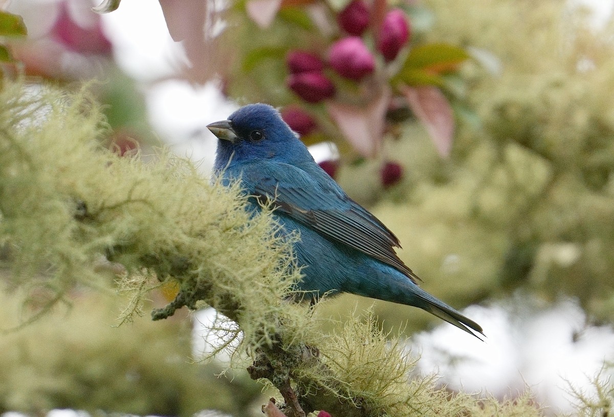 Indigo Bunting - ML618327229