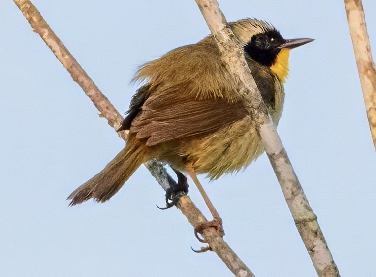 Common Yellowthroat - Scott Young