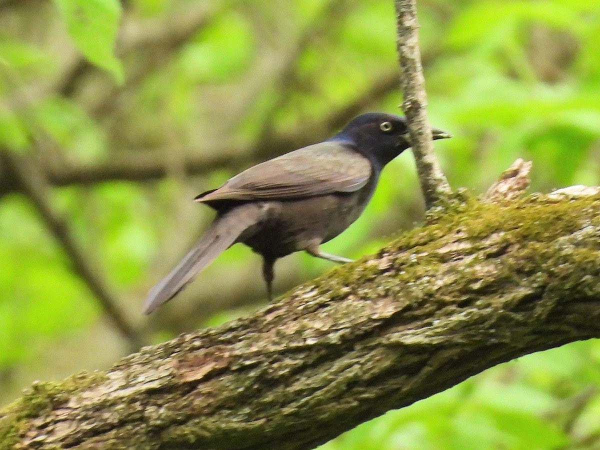 Common Grackle - ML618327259