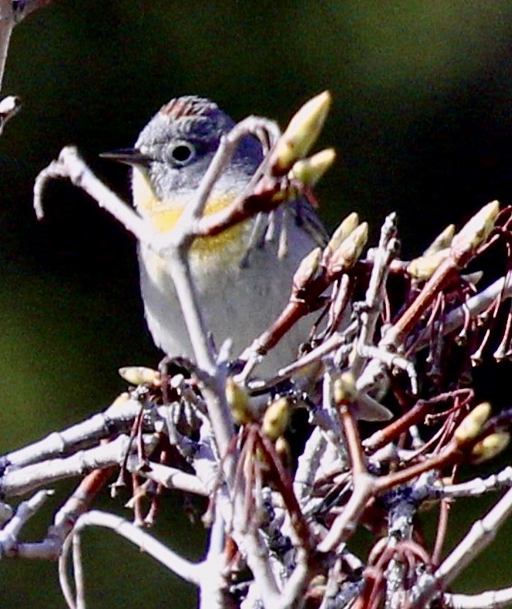 Virginia's Warbler - ML618327269