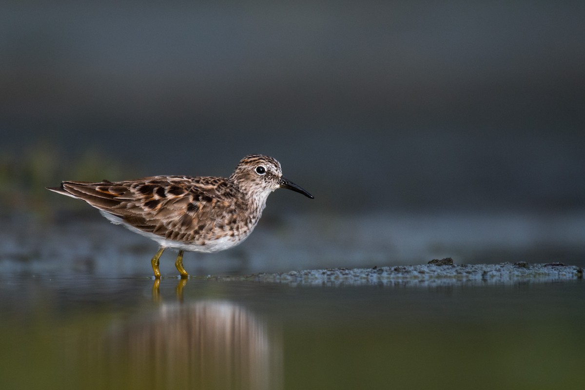 Least Sandpiper - ML618327271