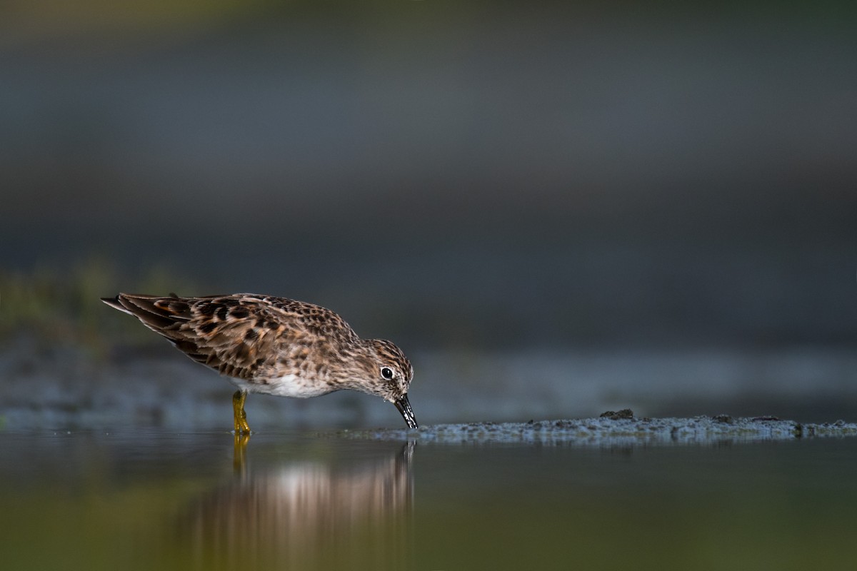 Least Sandpiper - Ian Hearn