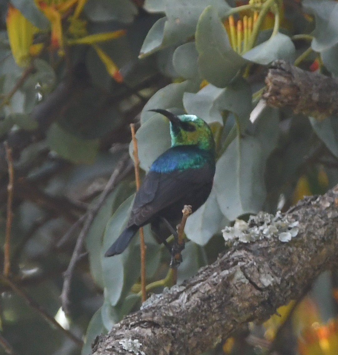 Shelley's Sunbird (Shelley's) - ML618327273