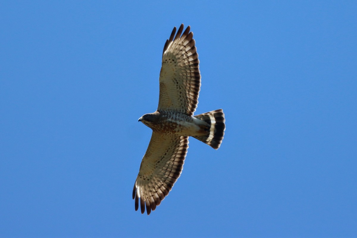 Broad-winged Hawk - ML618327292