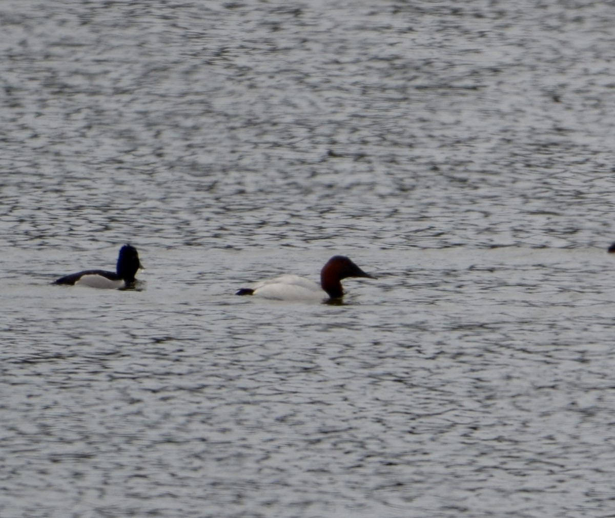 Canvasback - ML618327295