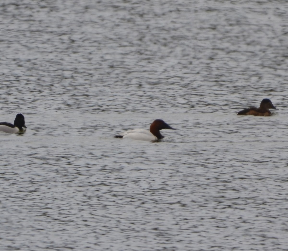 Canvasback - Angelina Vatamanelu