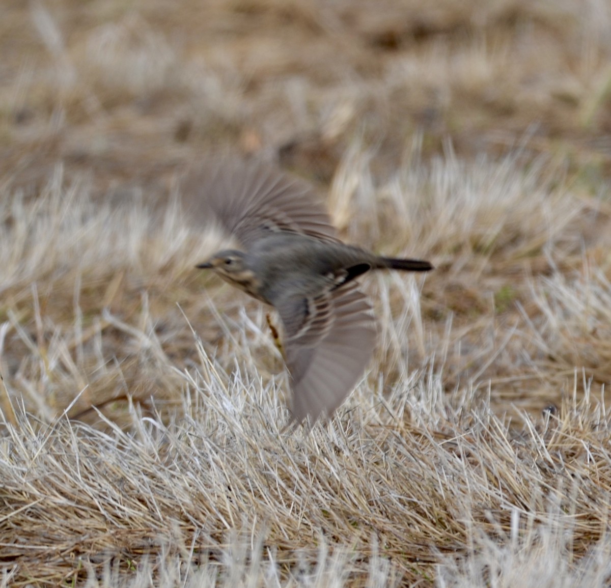 American Pipit - ML618327303