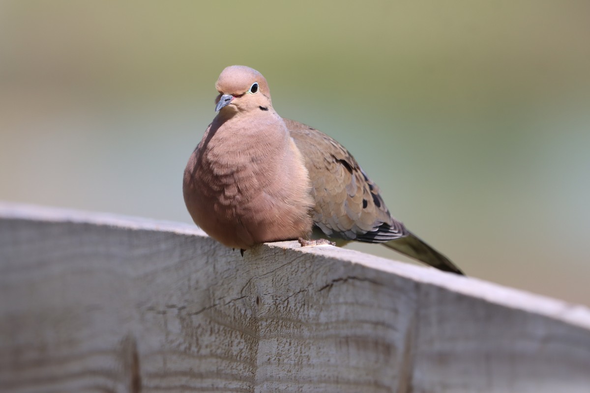 Mourning Dove - Jo VerMulm