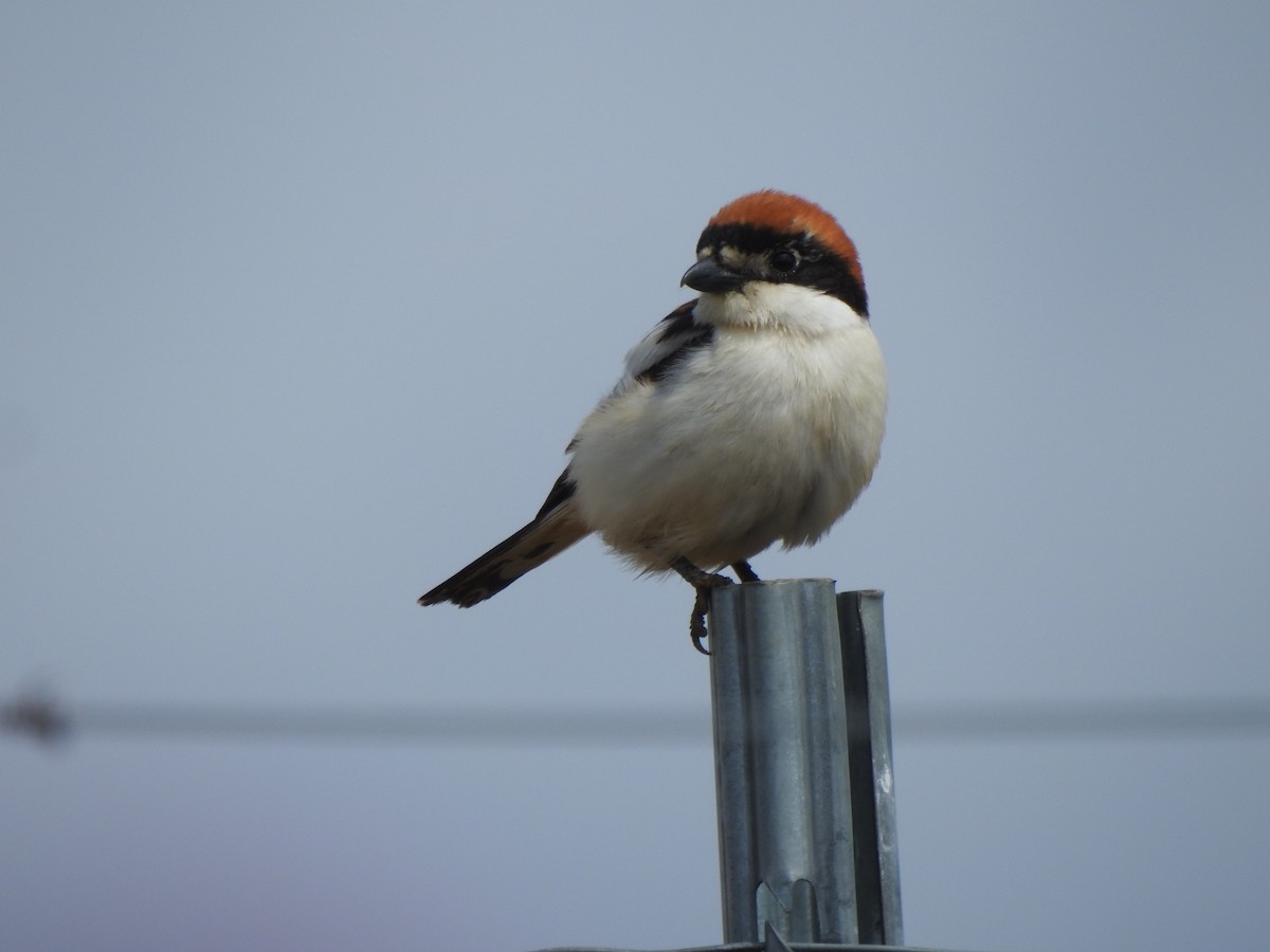 Woodchat Shrike - ML618327324