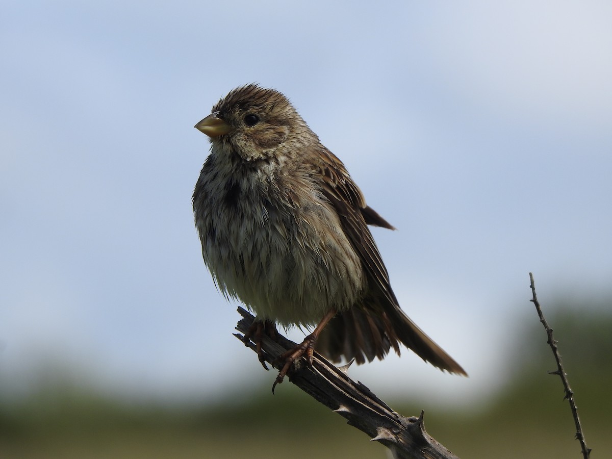 Corn Bunting - Rui Santos