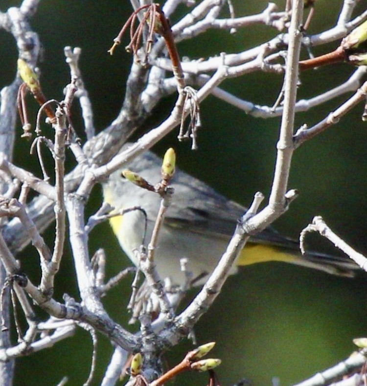 Virginia's Warbler - ML618327357