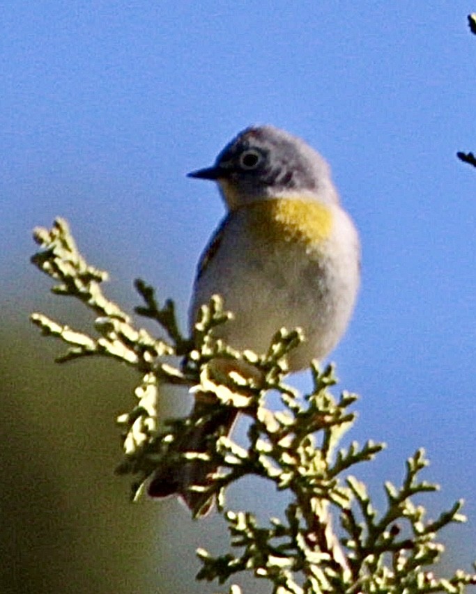Virginia's Warbler - ML618327358