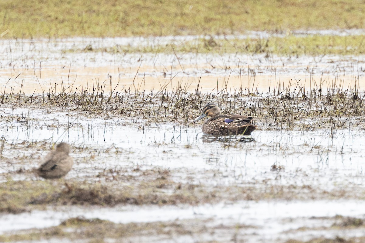 Pacific Black Duck - ML618327361