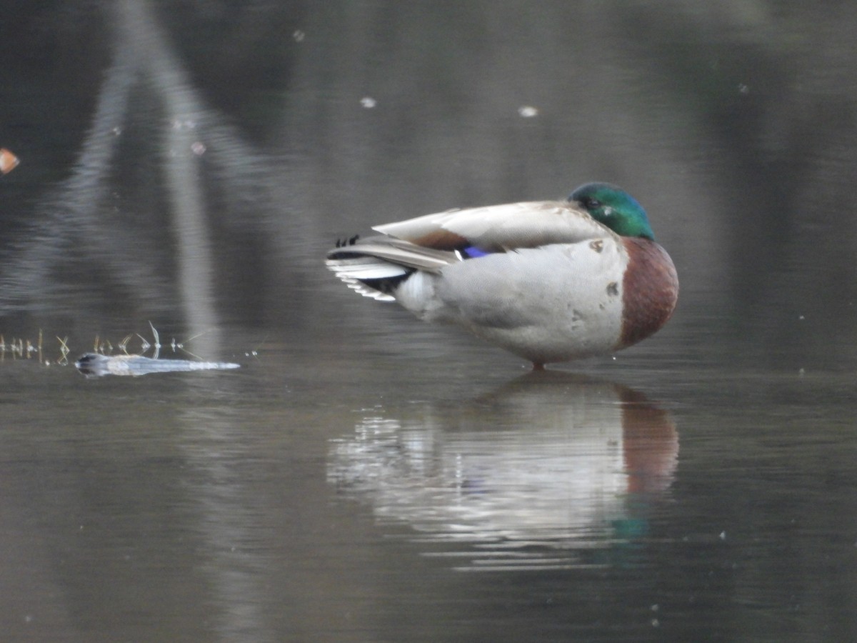 Mallard - Denis Provencher COHL