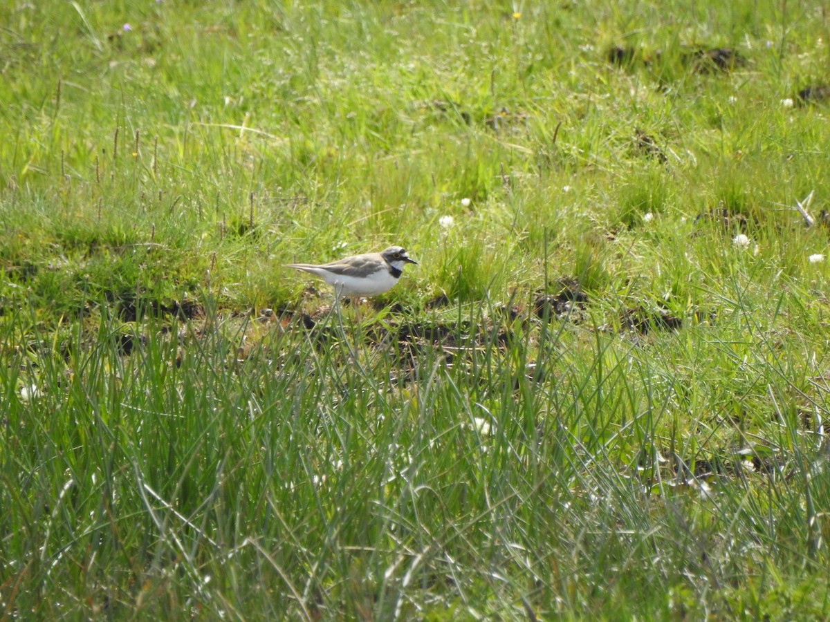 Little Ringed Plover - ML618327384