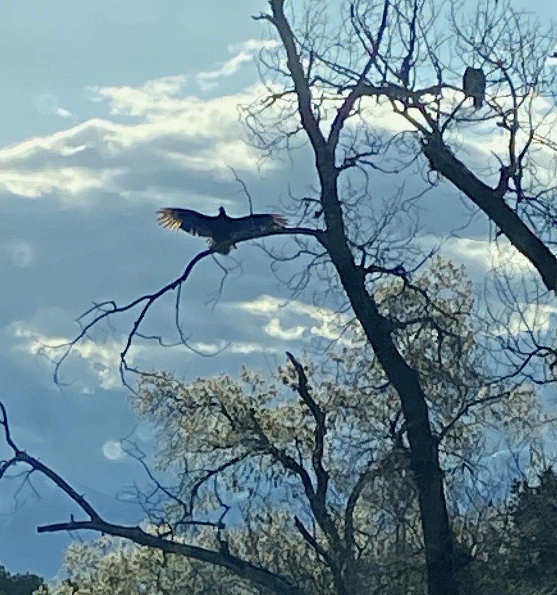 Turkey Vulture - ML618327404