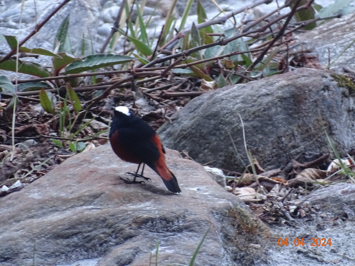 White-capped Redstart - ML618327405