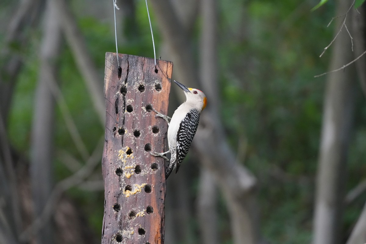 Golden-fronted Woodpecker - ML618327437