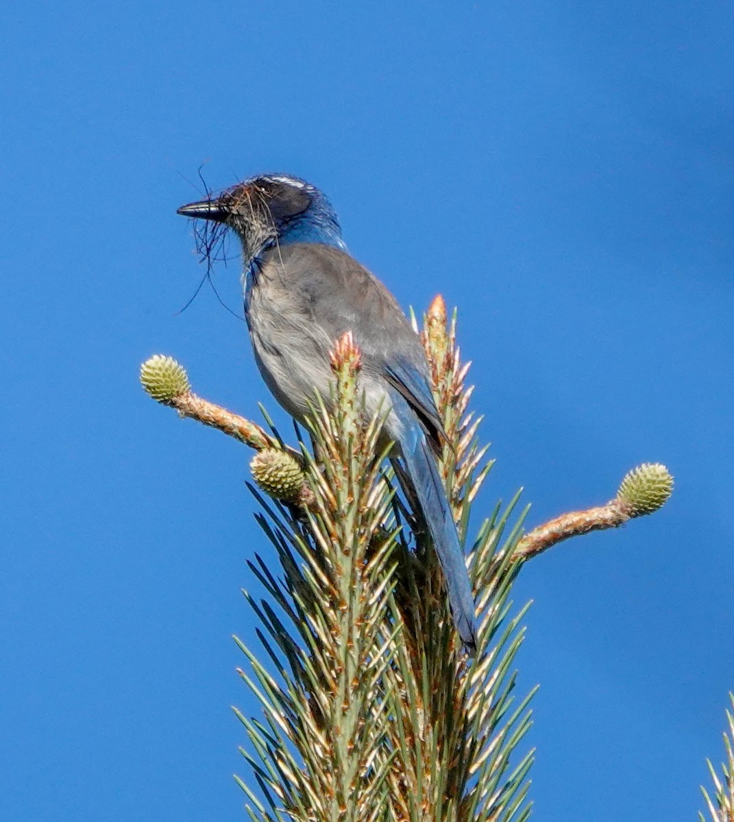 California Scrub-Jay - ML618327438