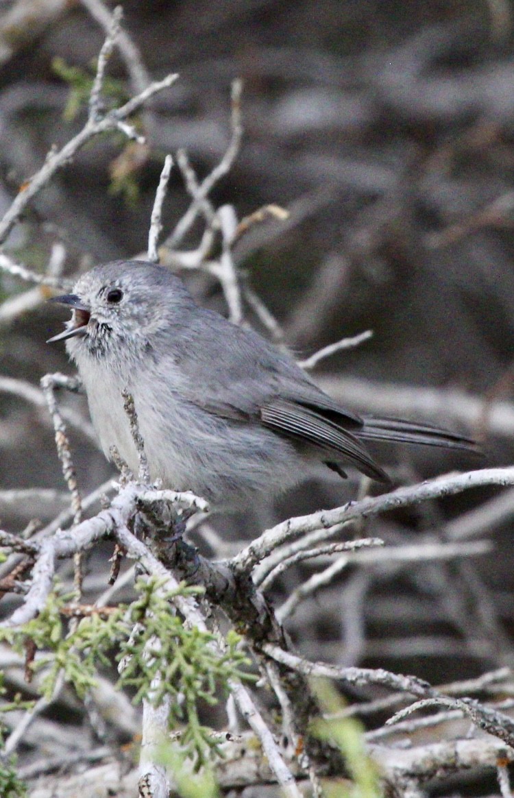 Juniper Titmouse - ML618327447