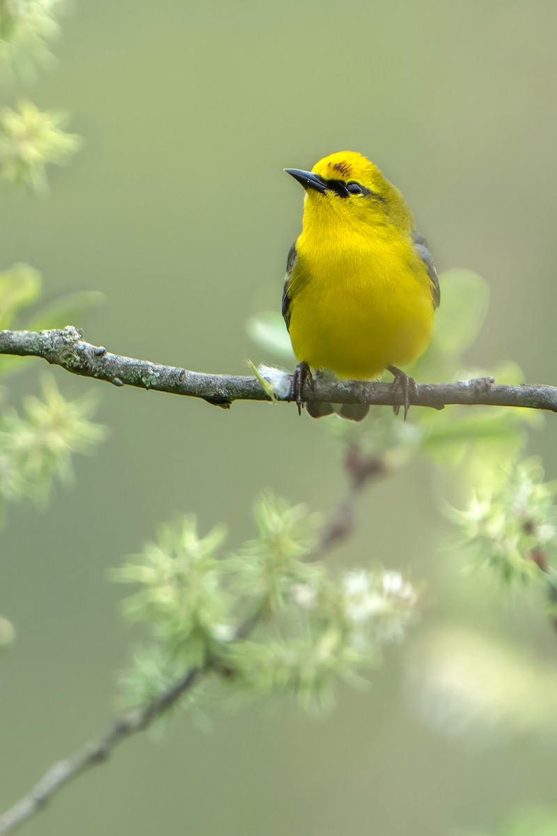 Blue-winged Warbler - ML618327470