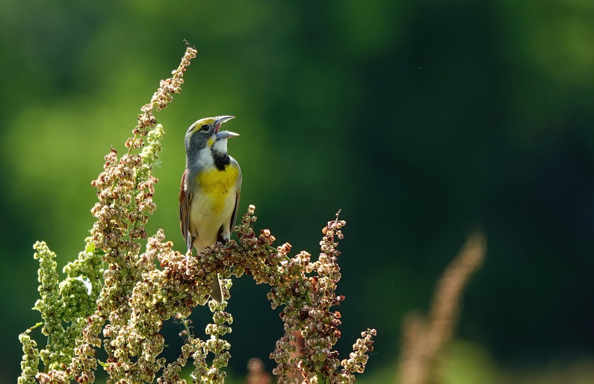 Dickcissel d'Amérique - ML618327472