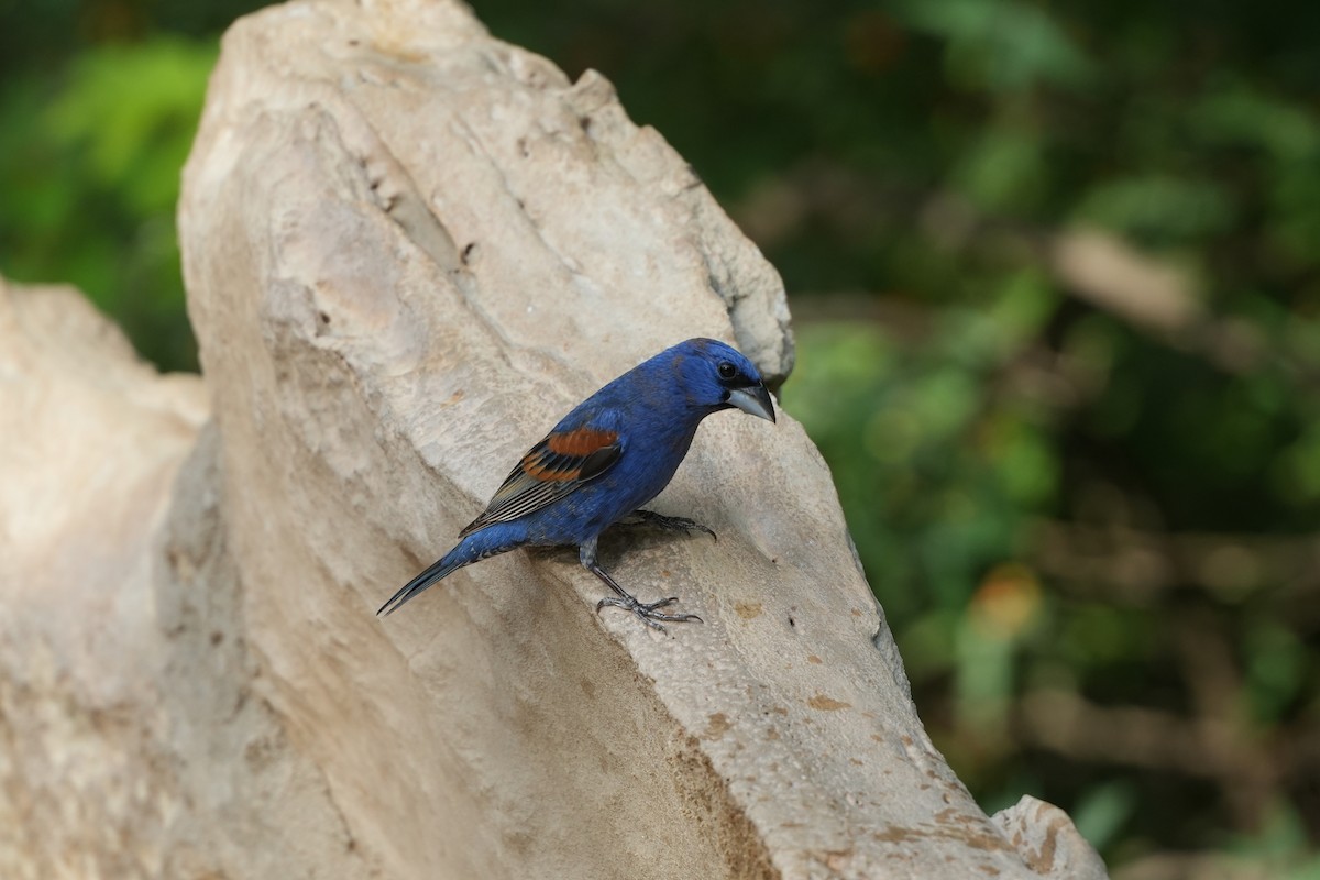 Blue Grosbeak - ML618327477