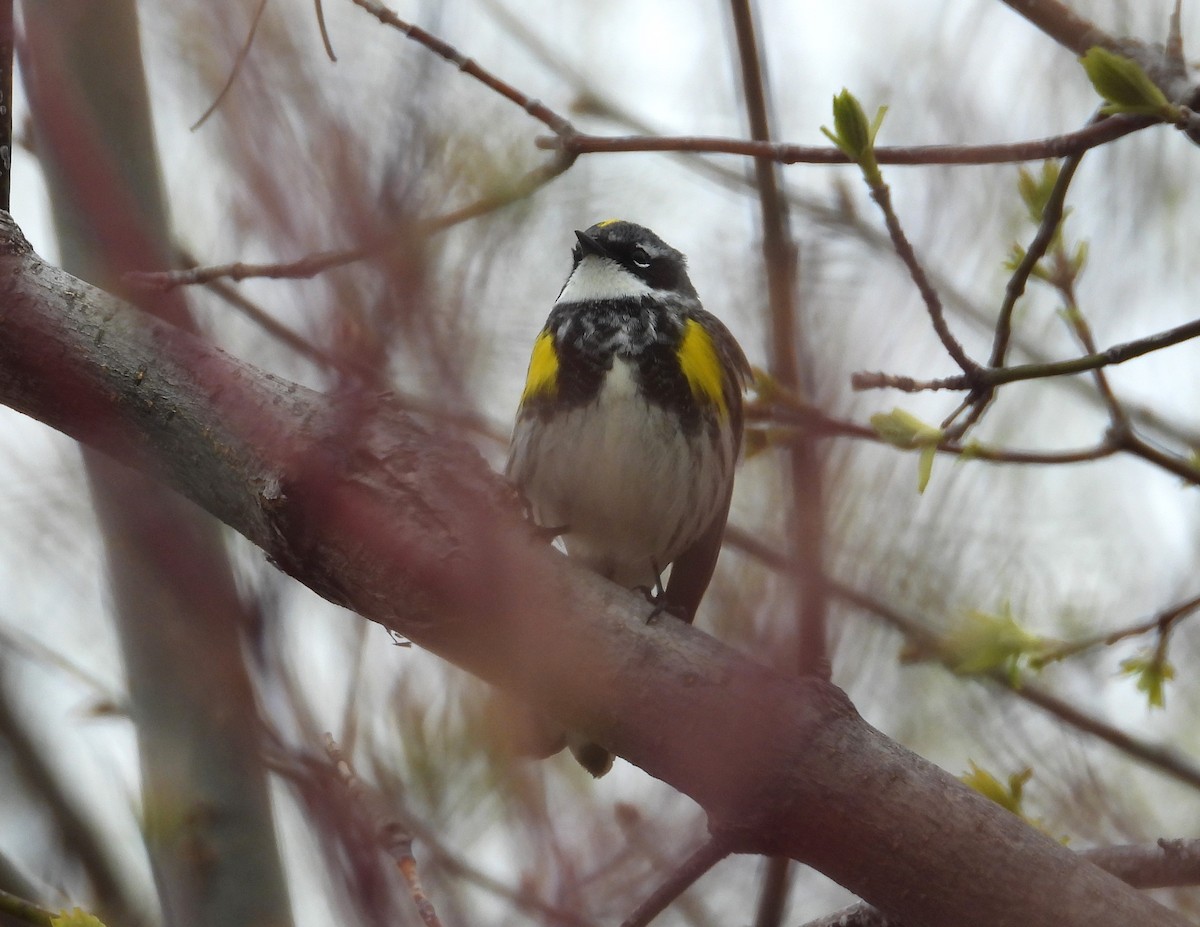 Yellow-rumped Warbler - ML618327493