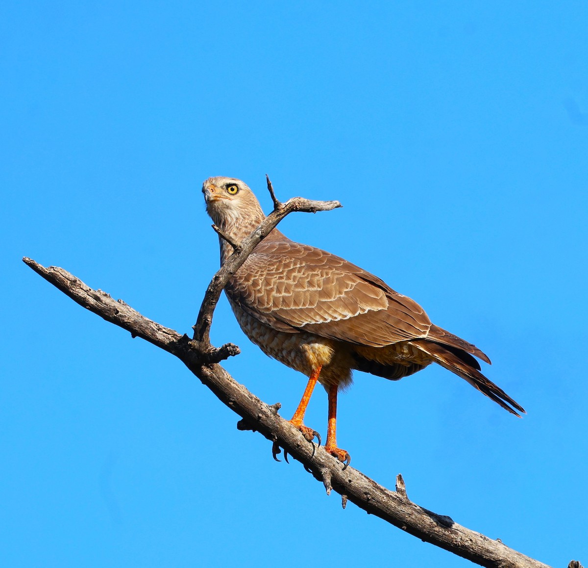 Pale Chanting-Goshawk - Sita Susarla