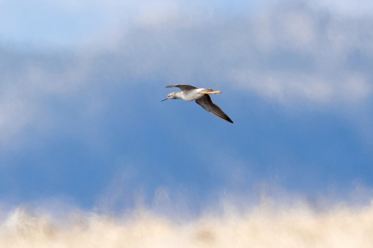 Lesser Yellowlegs - Patrice St-Pierre