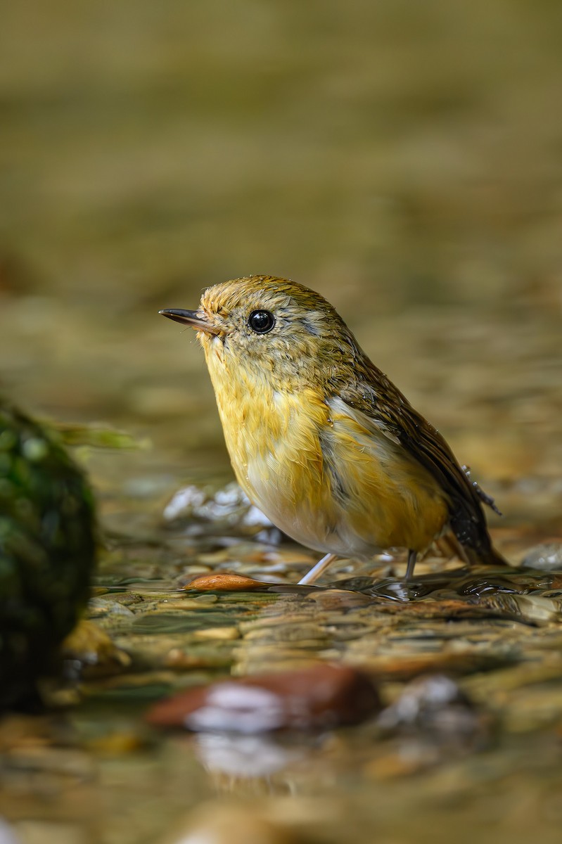 Pygmy Flycatcher - Sudhir Paul