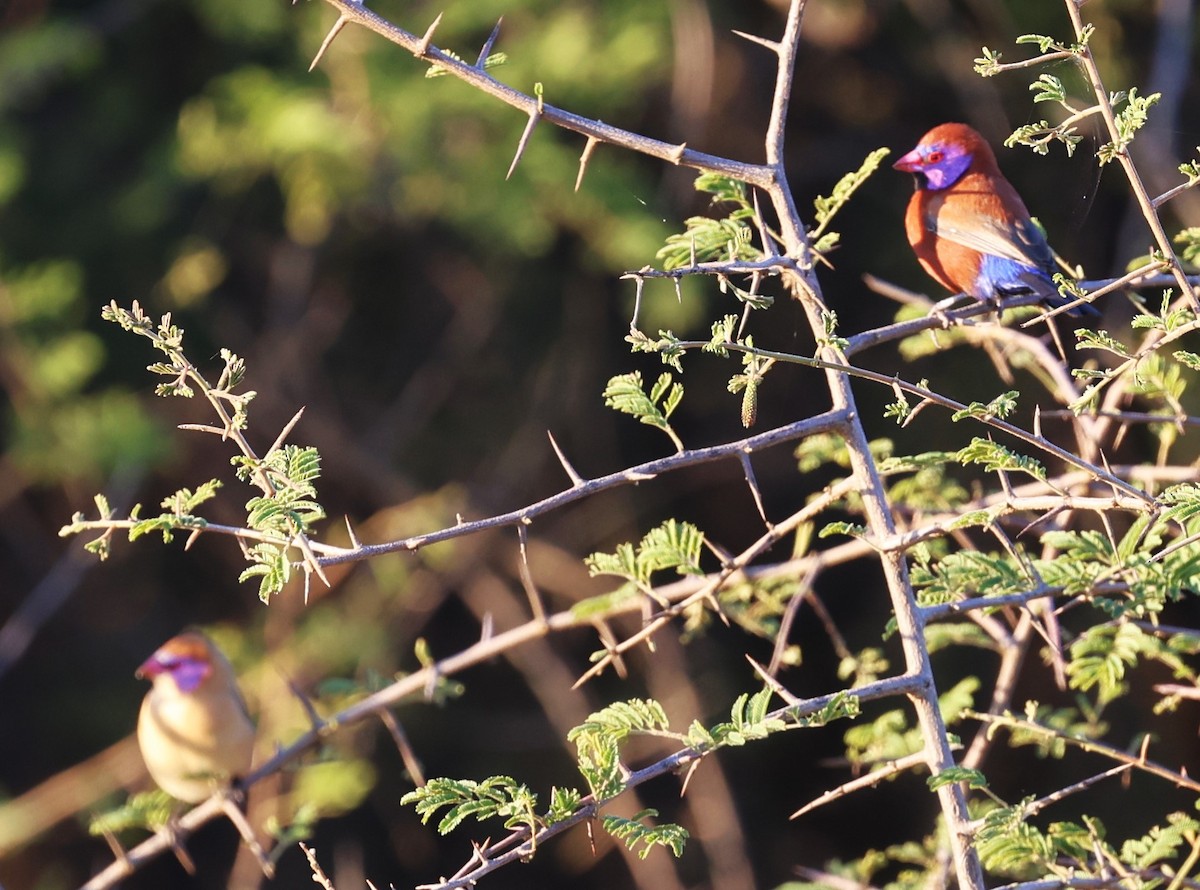 Violet-eared Waxbill - ML618327585