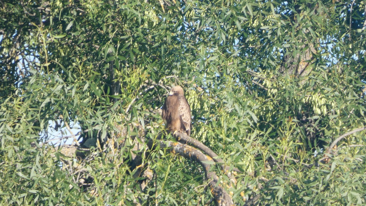 Booted Eagle - Juan Francisco Fernández Bravo