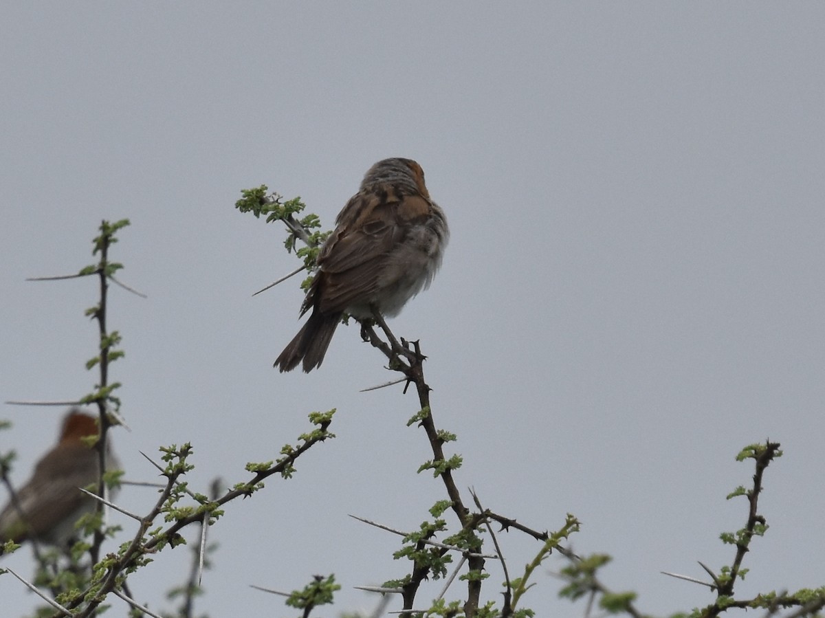 Kenya Rufous Sparrow - Shirley Bobier