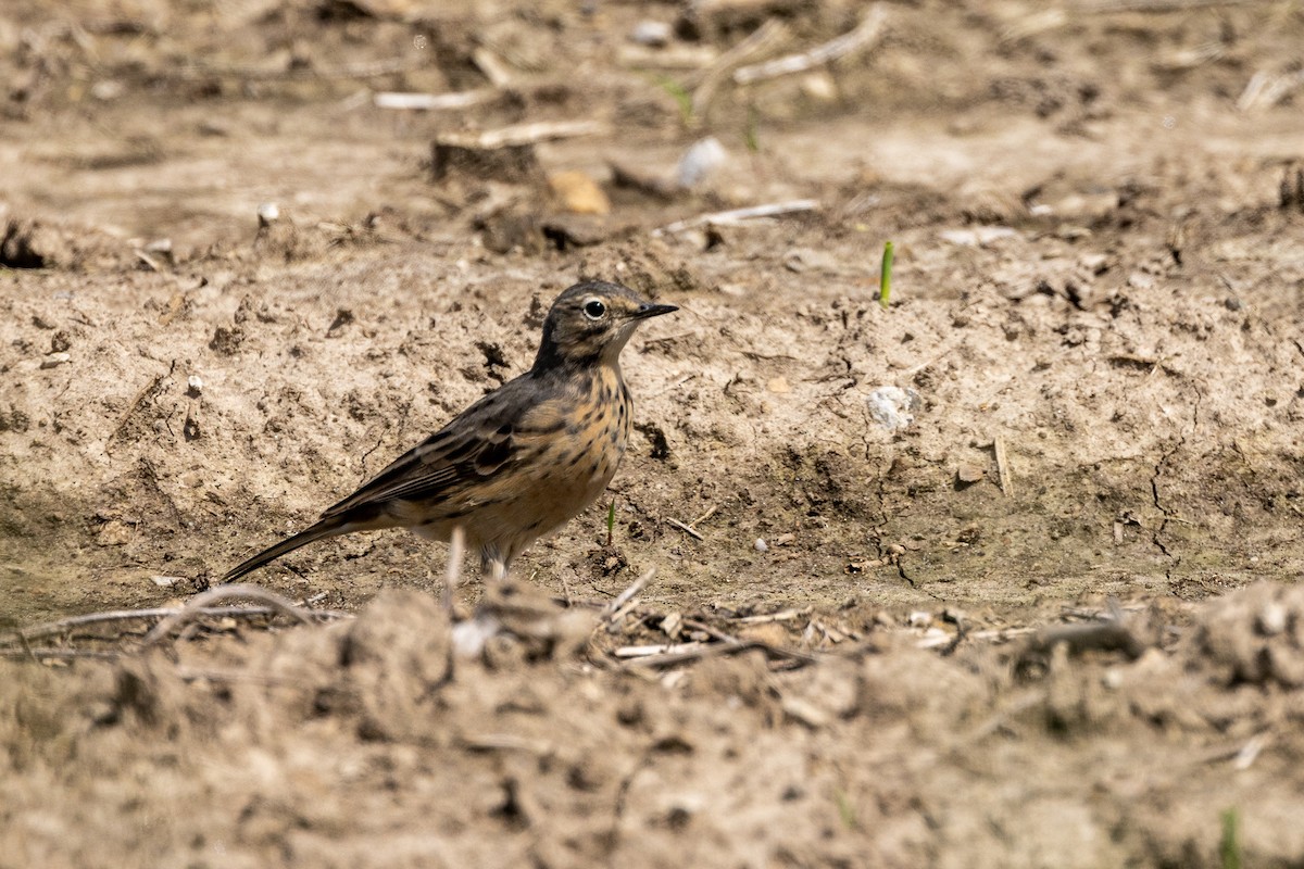 American Pipit - Robin Janson